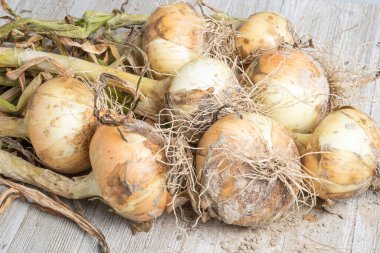 Sığ derinlikte makro çekim ya da ağaç paneline sap, kök ve kumlu toprak serpiştirilmiş tatlı beyaz soğan hasadının seçici odak noktası..