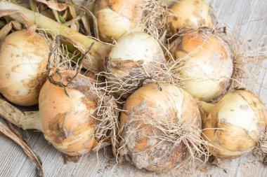 Sığ derinlikte makro çekim ya da ağaç paneline sap, kök ve kumlu toprak serpiştirilmiş tatlı beyaz soğan hasadının seçici odak noktası..