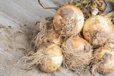 Sığ derinlikte makro çekim ya da ağaç paneline sap, kök ve kumlu toprak serpiştirilmiş tatlı beyaz soğan hasadının seçici odak noktası..