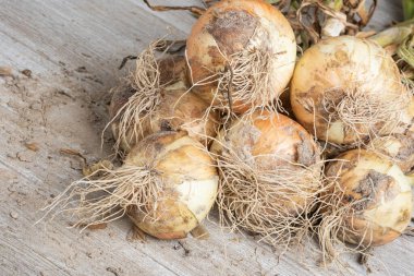 Sığ derinlikte makro çekim ya da ağaç paneline sap, kök ve kumlu toprak serpiştirilmiş tatlı beyaz soğan hasadının seçici odak noktası..