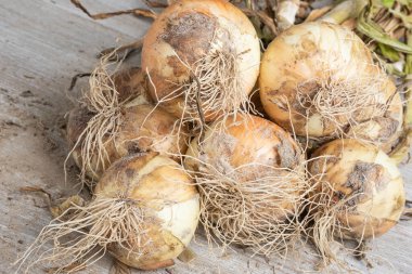 Sığ derinlikte makro çekim ya da ağaç paneline sap, kök ve kumlu toprak serpiştirilmiş tatlı beyaz soğan hasadının seçici odak noktası..