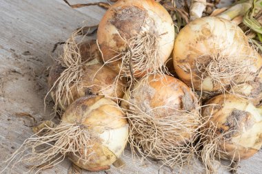 Sığ derinlikte makro çekim ya da ağaç paneline sap, kök ve kumlu toprak serpiştirilmiş tatlı beyaz soğan hasadının seçici odak noktası..