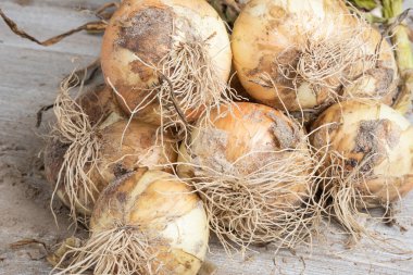 Sığ derinlikte makro çekim ya da ağaç paneline sap, kök ve kumlu toprak serpiştirilmiş tatlı beyaz soğan hasadının seçici odak noktası..