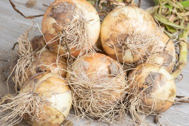 Sığ derinlikte makro çekim ya da ağaç paneline sap, kök ve kumlu toprak serpiştirilmiş tatlı beyaz soğan hasadının seçici odak noktası..