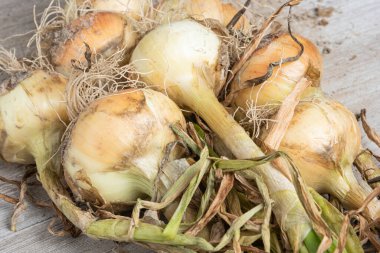 Sığ derinlikte makro çekim ya da ağaç paneline sap, kök ve kumlu toprak serpiştirilmiş tatlı beyaz soğan hasadının seçici odak noktası..