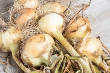 Sığ derinlikte makro çekim ya da ağaç paneline sap, kök ve kumlu toprak serpiştirilmiş tatlı beyaz soğan hasadının seçici odak noktası..