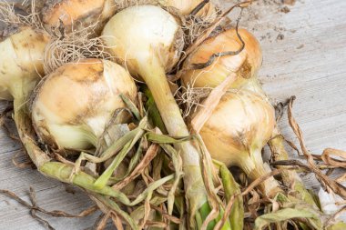 Sığ derinlikte makro çekim ya da ağaç paneline sap, kök ve kumlu toprak serpiştirilmiş tatlı beyaz soğan hasadının seçici odak noktası..