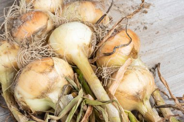 Sığ derinlikte makro çekim ya da ağaç paneline sap, kök ve kumlu toprak serpiştirilmiş tatlı beyaz soğan hasadının seçici odak noktası..