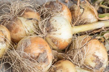 Sığ derinlikte makro çekim ya da ağaç paneline sap, kök ve kumlu toprak serpiştirilmiş tatlı beyaz soğan hasadının seçici odak noktası..