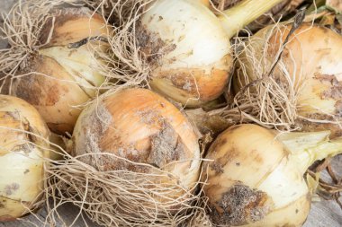 Sığ derinlikte makro çekim ya da ağaç paneline sap, kök ve kumlu toprak serpiştirilmiş tatlı beyaz soğan hasadının seçici odak noktası..
