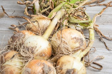 Sığ derinlikte makro çekim ya da ağaç paneline sap, kök ve kumlu toprak serpiştirilmiş tatlı beyaz soğan hasadının seçici odak noktası..