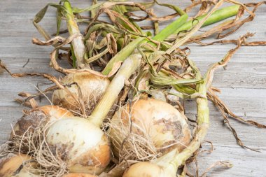 Sığ derinlikte makro çekim ya da ağaç paneline sap, kök ve kumlu toprak serpiştirilmiş tatlı beyaz soğan hasadının seçici odak noktası..