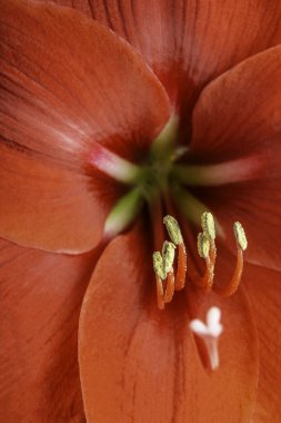 Çok yakın çekim ya da makro çekim. Sığ bir alan derinliği ve çok seçici bir odak noktası olan kırmızı Amaryllis çiçeği..