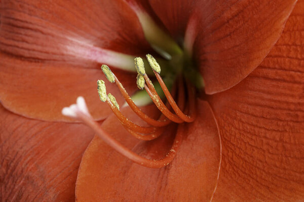 An extreme close-up or macro shot with shallow depth of field and very selective focus of a red amaryllis flower in full bloom.
