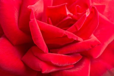 Son derece yakın plan ya da makro çekim. Sığ alan derinliği ve kırmızı gül yapraklarının seçici odağı..