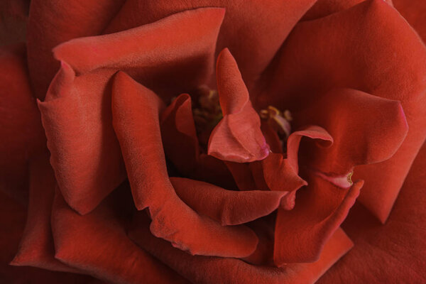 An extreme close-up or macro shot with shallow depth of field and very selective focus of a red rose flower petals in full bloom.
