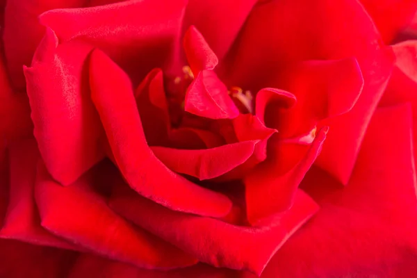 Extreme Close Macro Shot Shallow Depth Field Very Selective Focus — Stock Photo, Image