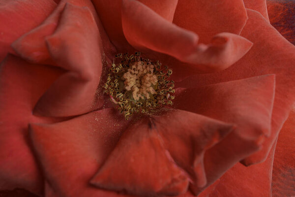 An extreme close-up or macro shot with shallow depth of field and very selective focus of a red rose flower petals in full bloom.