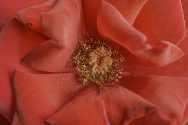 红玫瑰花瓣在盛开的红玫瑰花瓣上有浅浅的田野深度和非常有选择性的焦点的特写镜头或宏观镜头 — 图库照片