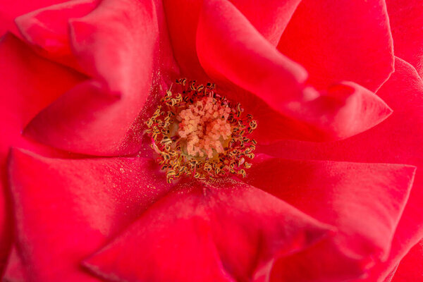 An extreme close-up or macro shot with shallow depth of field and very selective focus of a red rose flower petals in full bloom.