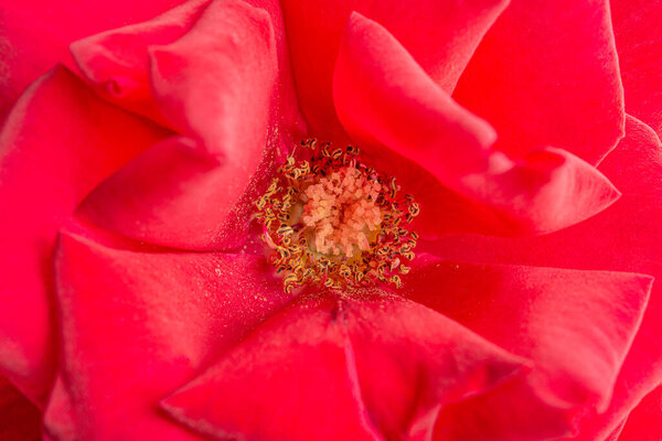 An extreme close-up or macro shot with shallow depth of field and very selective focus of a red rose flower petals in full bloom.