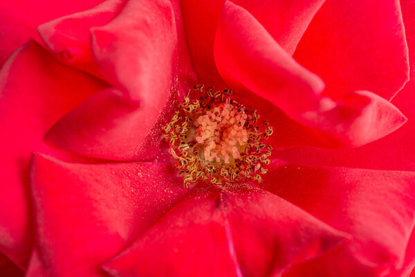 An extreme close-up or macro shot with shallow depth of field and very selective focus of a red rose flower petals in full bloom.