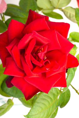 A close-up of single red rose with velvety petals in full bloom surrounded by green leaves. clipart
