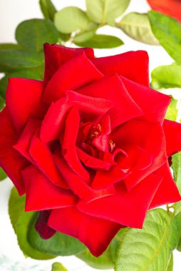 A close-up of single red rose with velvety petals in full bloom surrounded by green leaves. clipart