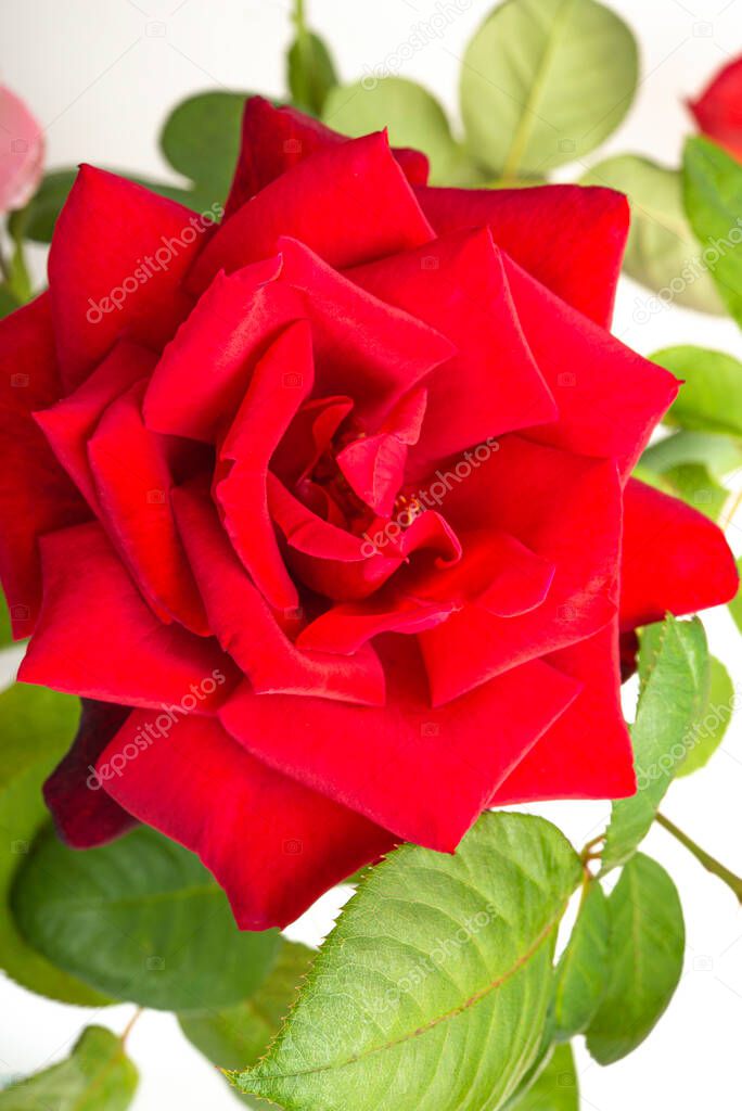 A close-up of single red rose with velvety petals in full bloom surrounded by green leaves.