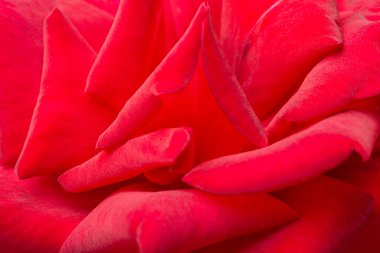 A macro shot with selective focus of velvety red rose petals. clipart