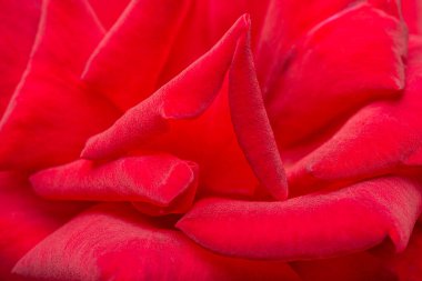 A macro shot with selective focus of velvety red rose petals. clipart