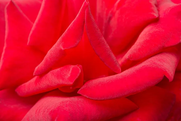 Macro Shot Selective Focus Velvety Red Rose Petals — Stock Photo, Image