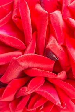 Seçici bir odak noktası olan kırmızı gül yapraklı bir makro çekim..