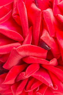 Seçici bir odak noktası olan kırmızı gül yapraklı bir makro çekim..