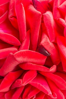 Seçici bir odak noktası olan kırmızı gül yapraklı bir makro çekim..