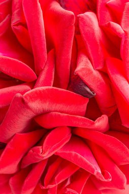 Seçici bir odak noktası olan kırmızı gül yapraklı bir makro çekim..