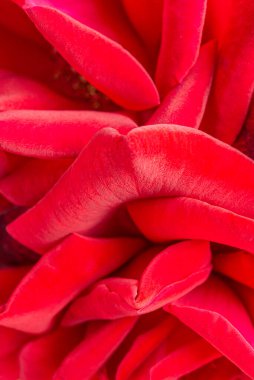 Seçici bir odak noktası olan kırmızı gül yapraklı bir makro çekim..