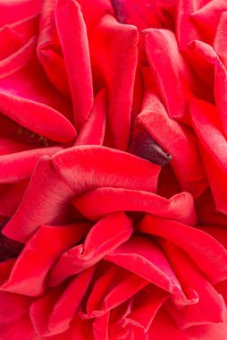 Seçici bir odak noktası olan kırmızı gül yapraklı bir makro çekim..