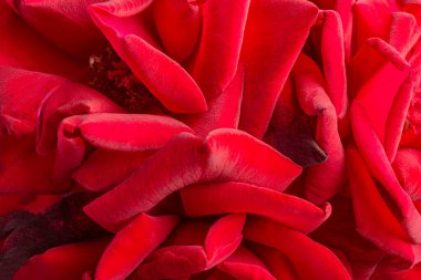 Seçici bir odak noktası olan kırmızı gül yapraklı bir makro çekim..