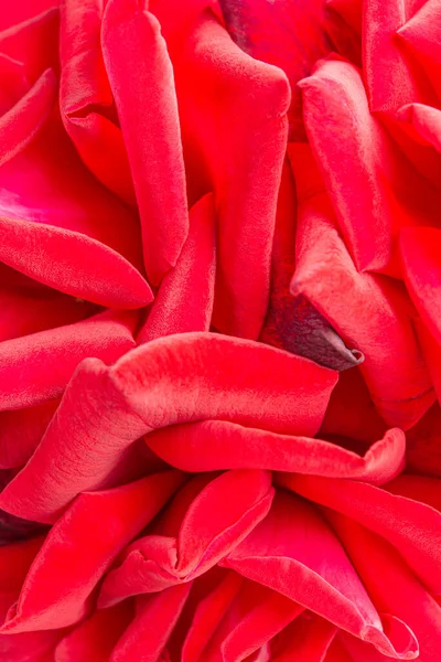 Macro Shot Selective Focus Bunched Velvety Red Rose Petals — Stock Photo, Image