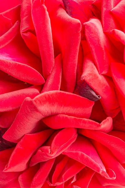 Macro Shot Selective Focus Bunched Velvety Red Rose Petals — Stock Photo, Image