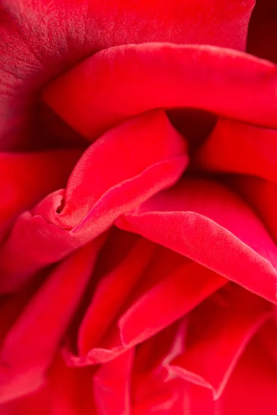 Macro Shot Selective Focus Bunched Velvety Red Rose Petals — Stock Photo, Image