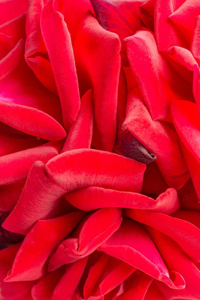 Seçici bir odak noktası olan kırmızı gül yapraklı bir makro çekim..