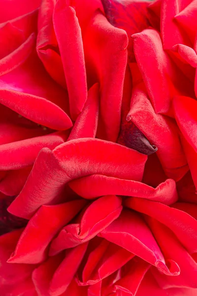 Seçici bir odak noktası olan kırmızı gül yapraklı bir makro çekim..
