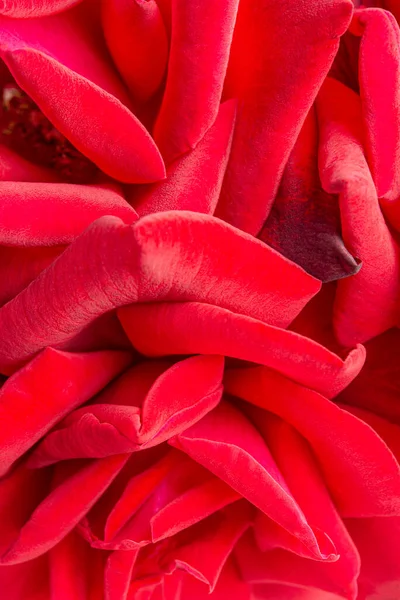 Seçici bir odak noktası olan kırmızı gül yapraklı bir makro çekim..