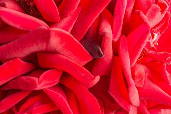 Macro Shot Selective Focus Bunched Velvety Red Rose Petals — Stock Photo, Image