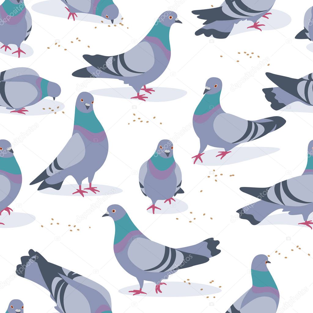 Seamless pattern made with rock doves on white background.