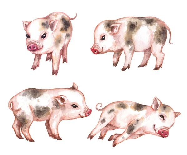 Handgezeichnetes Niedliches Miniaturschwein Aquarell Set Von Lustigen Mikroschweinen Isoliert Auf — Stockfoto