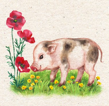 Micro Pig and Red  Poppy Flowers clipart