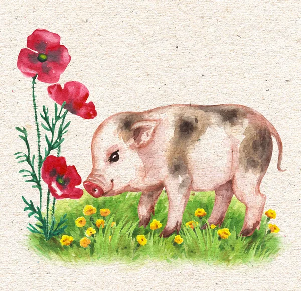 Micro cerdo y flores de amapola roja — Foto de Stock